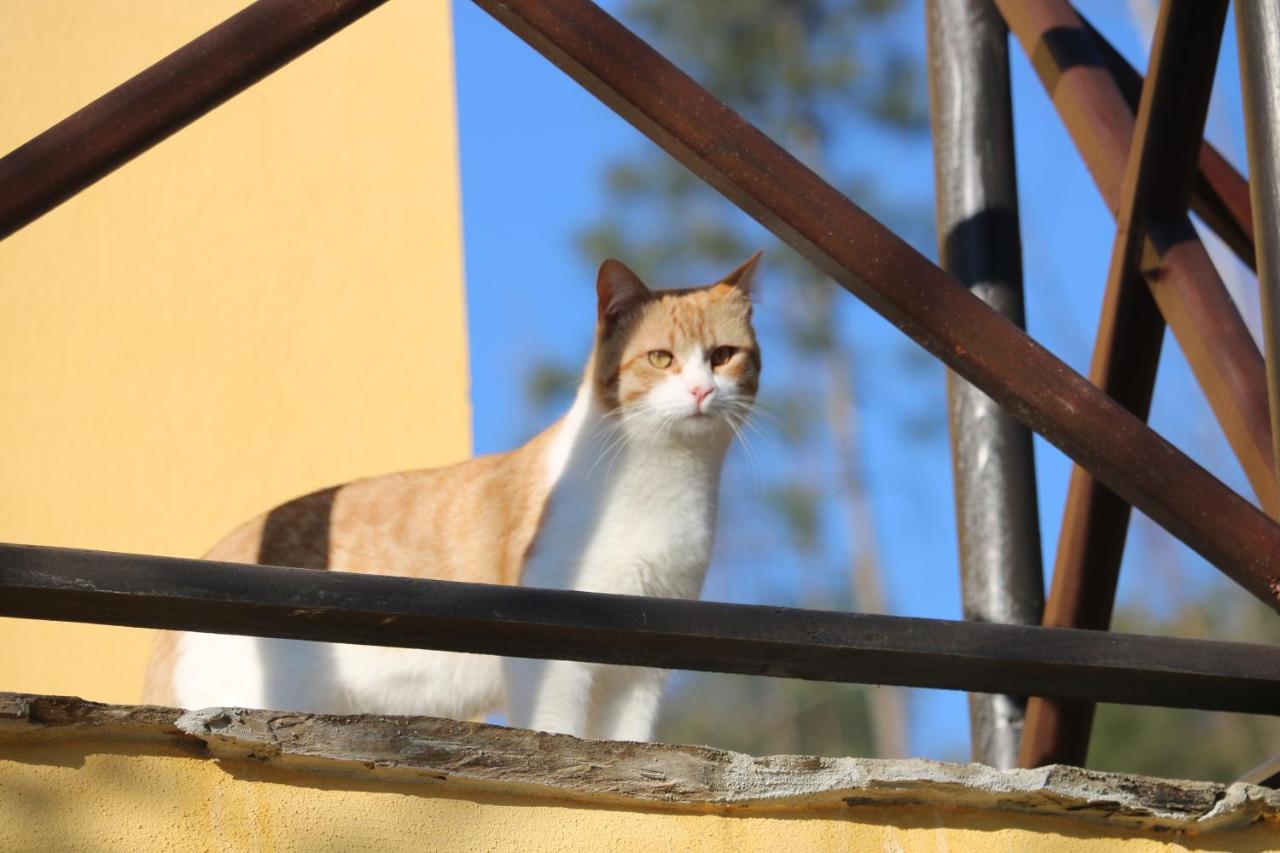 Palheiro Do Malgas Bed & Breakfast Lousa  Bagian luar foto